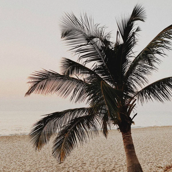 Hermosa Palmera Tropical Solitaria Playa Vacía Con Mar Hermoso Atardecer —  Fotos de Stock