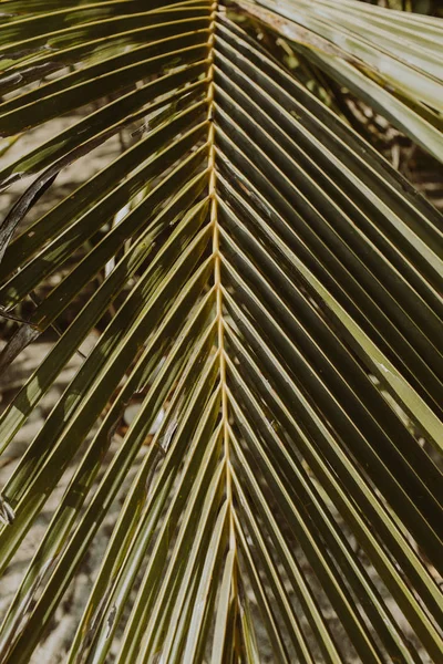 Beautiful Tropical Coconut Palm Branch Minimalistic Pattern Print Retro Vintage — Stock Photo, Image