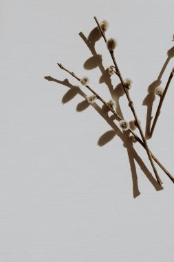 Gri arka plan üzerinde kuru kedi-söğüt çiçek dalı ile nötr çiçek kompozisyonu. Düz yatıyordu, üst görünüm çiçekçi minimal doğa konsepti.