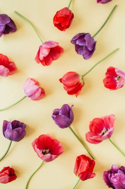 Pastel arka planda renkli lale çiçekleri. Düz yatıyordu, üst görünüm minimal yaz çiçek desen kompozisyon.