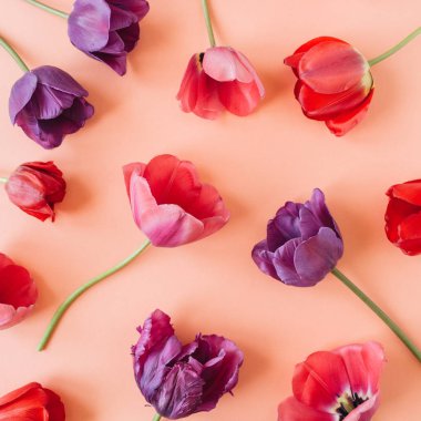 Yaşayan mercan arka plan üzerinde renkli lale çiçekleri. Düz yatıyordu, üst görünüm minimal yaz çiçek desen kompozisyon.