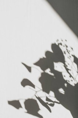 Ağaç dalı siluet gölge ile nötr çiçek kompozisyonu. Düz yatıyordu, üst görünüm çiçekçi minimal doğa arka plan.