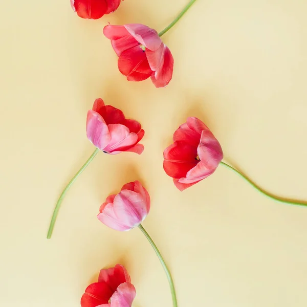 Coloridas Flores Tulipán Sobre Fondo Pastel Puesta Plana Vista Superior — Foto de Stock