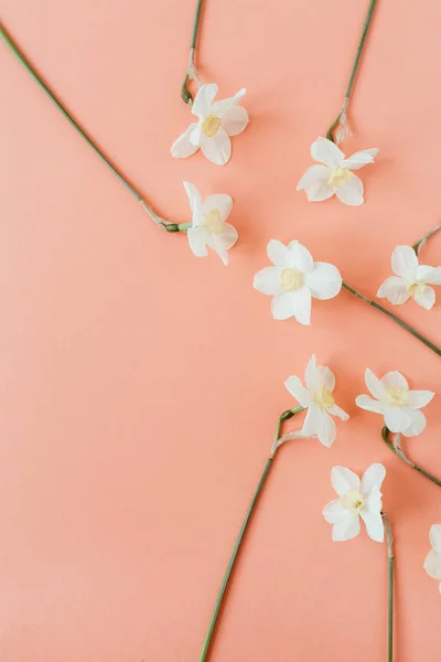 Narcissus Kvete Živým Korálovém Pozadí Plochá Nejlepší Pohled Minimální Letní — Stock fotografie