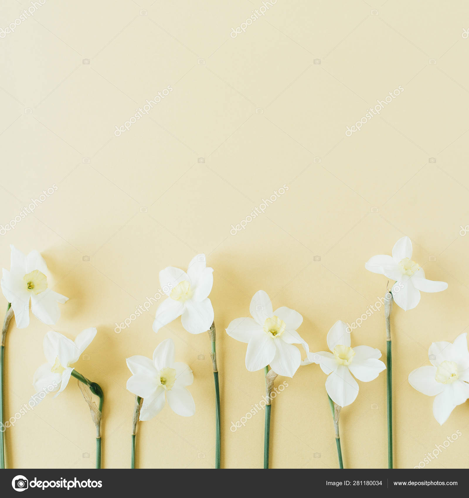 Floral Composition Narcissus Flower Pastel Background Flat Lay Top View Stock Photo C Maximleshkovich 281180034