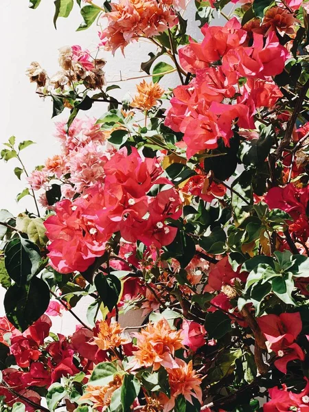 Красиві Тропічні Екзотичні Червоні Оранжеві Квіти Цвітуть Великих Пишних Концепція — стокове фото