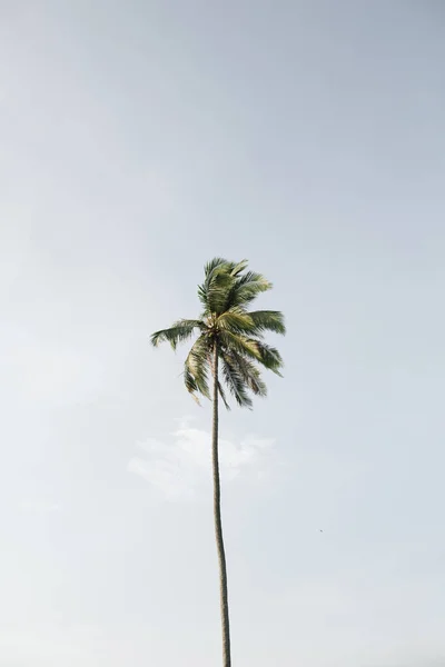 Самотня Одна Тропічна Екзотична Кокосова Пальма Проти Великого Синього Неба — стокове фото