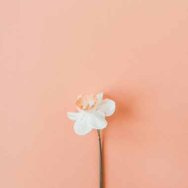 Yaşayan mercan arka plan üzerinde narcissus çiçek ile Çiçek kompozisyonu. Düz yatıyordu, üst görünüm çiçekçi blog kahraman başlık, yaz çiçeği deseni.