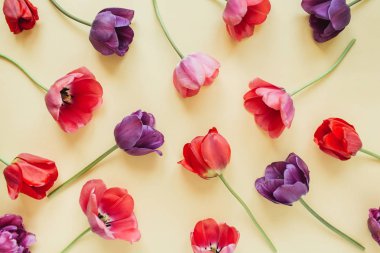 Pastel arka planda renkli lale çiçekleri. Düz yatıyordu, üst görünüm minimal yaz çiçek desen kompozisyon.