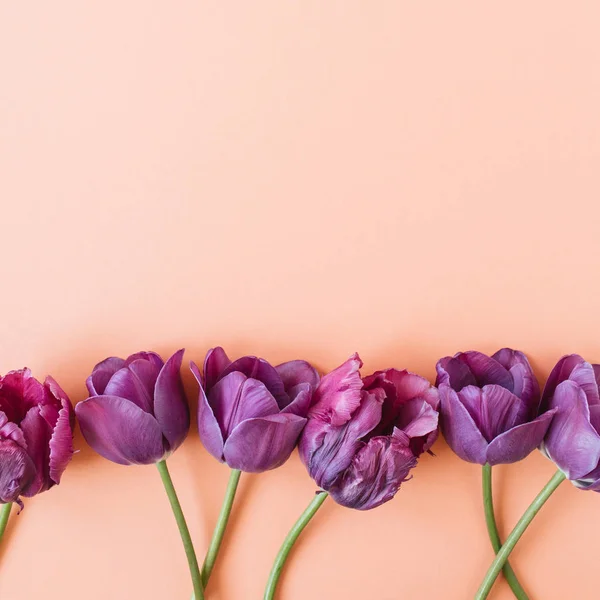 Фиолетовые Цветы Тюльпана Живом Коралловом Фоне Плоская Кладка Вид Сверху — стоковое фото