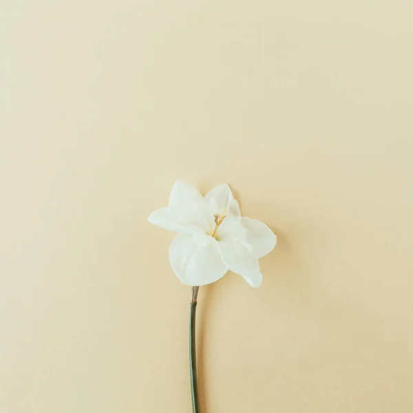 Narcissus flower on pastel background. Flatlay, top view summer floral composition.