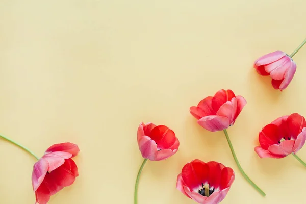 Blommig Komposition Med Färgglada Tulpanblommor Pastellfärgad Bakgrund Flat Lay Topp — Stockfoto