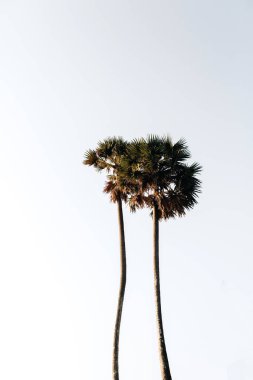 Beyaz gökyüzüne karşı iki yalnız tropikal egzotik hindistan cevizi palmiye ağaçları. Minimal arka plan. Phuket, Tayland'da yaz ve seyahat konsepti.