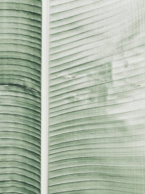 Güzel tropikal muz dalı. Minimalist desen ve soluk punchy yeşil renklerile arka plan. Yaz veya seyahat konsepti. 