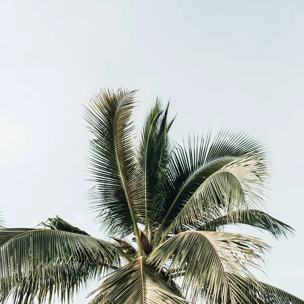 Summer Tropical Green Coconut Palm Tree Blue Sky Neutral Background — Stock Photo, Image