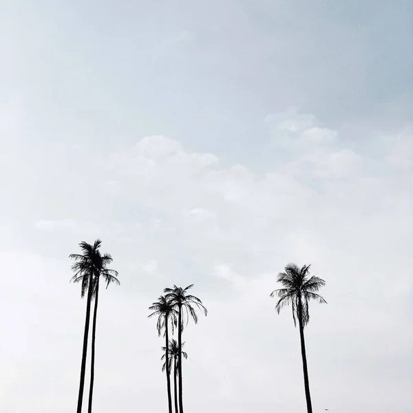 하늘에 외로운 이국적인 코코넛 야자수 태국의 텍스트를 — 스톡 사진
