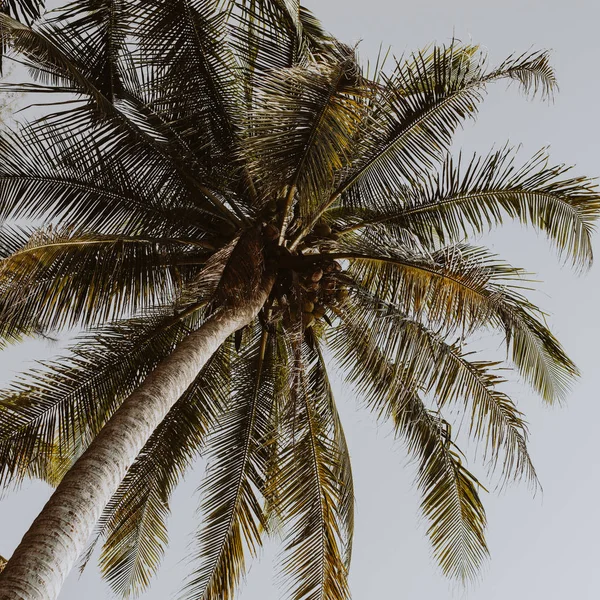 Palmeras Verdes Coco Contra Cielo Azul Con Colores Tonos Retro — Foto de Stock