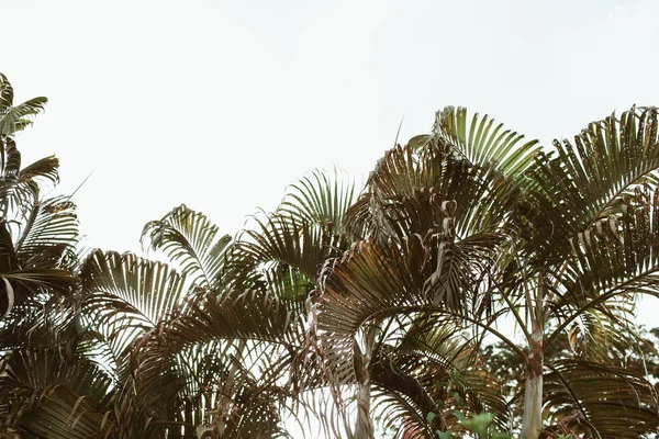 Verano Cocoteros Verdes Tropicales Contra Cielo Blanco Fondo Minimalista Aislado —  Fotos de Stock