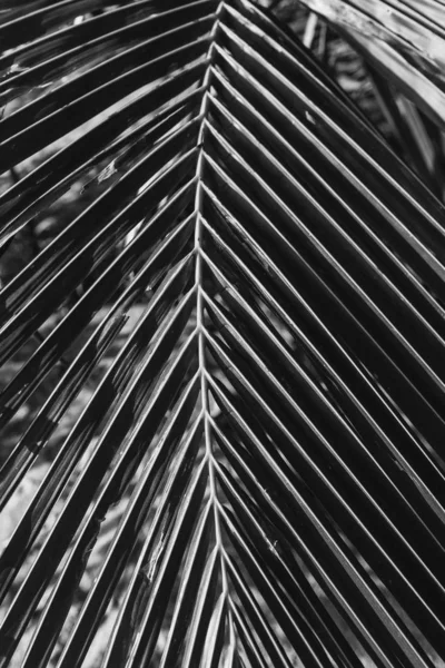 Hermosa Rama Palma Coco Tropical Patrón Minimalista Impresión Con Colores —  Fotos de Stock