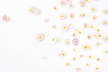 Beyaz arka planda papatya çiçek tomurcukları. Düz yatıyordu, üst görünüm minimal yaz çiçek desen kompozisyon.