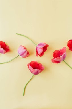 Pastel arka planda renkli lale çiçekleri ile çiçek kompozisyonu. Düz yatıyordu, üst görünüm çiçekçi blog kahraman başlık, yaz çiçeği deseni.