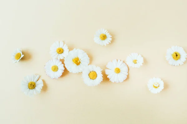 Sedmikráškovité Květinové Poupata Pastelových Podkladových Barvách Plochá Nejlepší Pohled Minimální — Stock fotografie