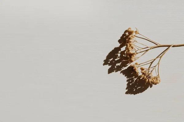 Neutrale Florale Komposition Mit Trockenem Blütenzweig Auf Grauem Hintergrund Flache — Stockfoto