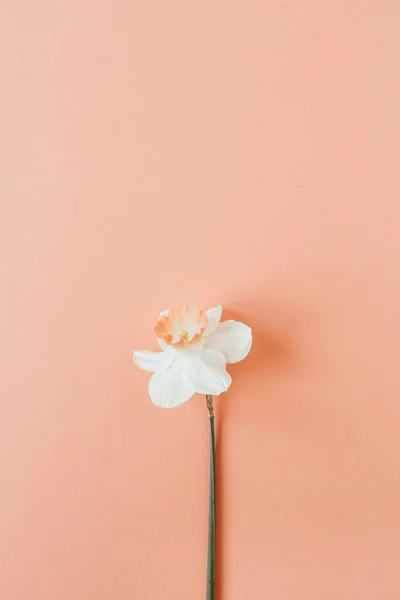 Květinové Složení Živoucí Korálovém Pozadí Plochá Nejlepší Květinka Květinářství Letním — Stock fotografie