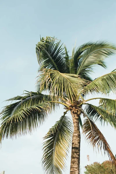 Été Exotique Tropical Cocotier Palmier Contre Ciel Bleu Lumineux Fond — Photo