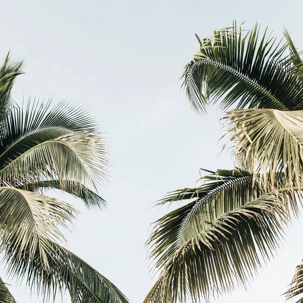 Літній Тропічний Два Великі Зелені Кокосових Пальм Проти Синього Неба — стокове фото