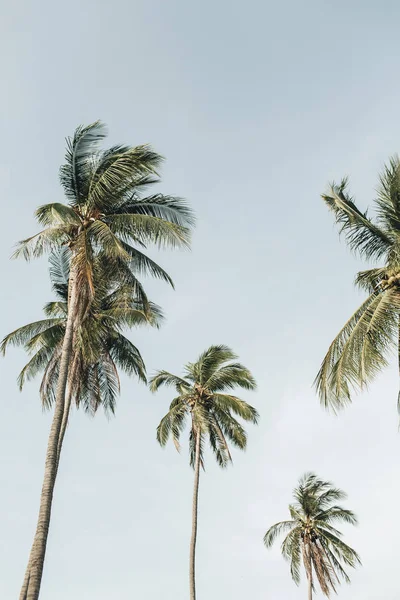 Одинокі Тропічні Екзотичні Кокосові Пальми Проти Синього Неба Нейтральний Фон — стокове фото