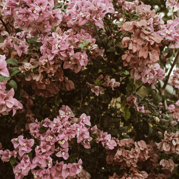 Tropiska Vackra Ljusrosa Blommor Blommar Stora Frodiga Vår Och Sommarkonceptet — Stockfoto