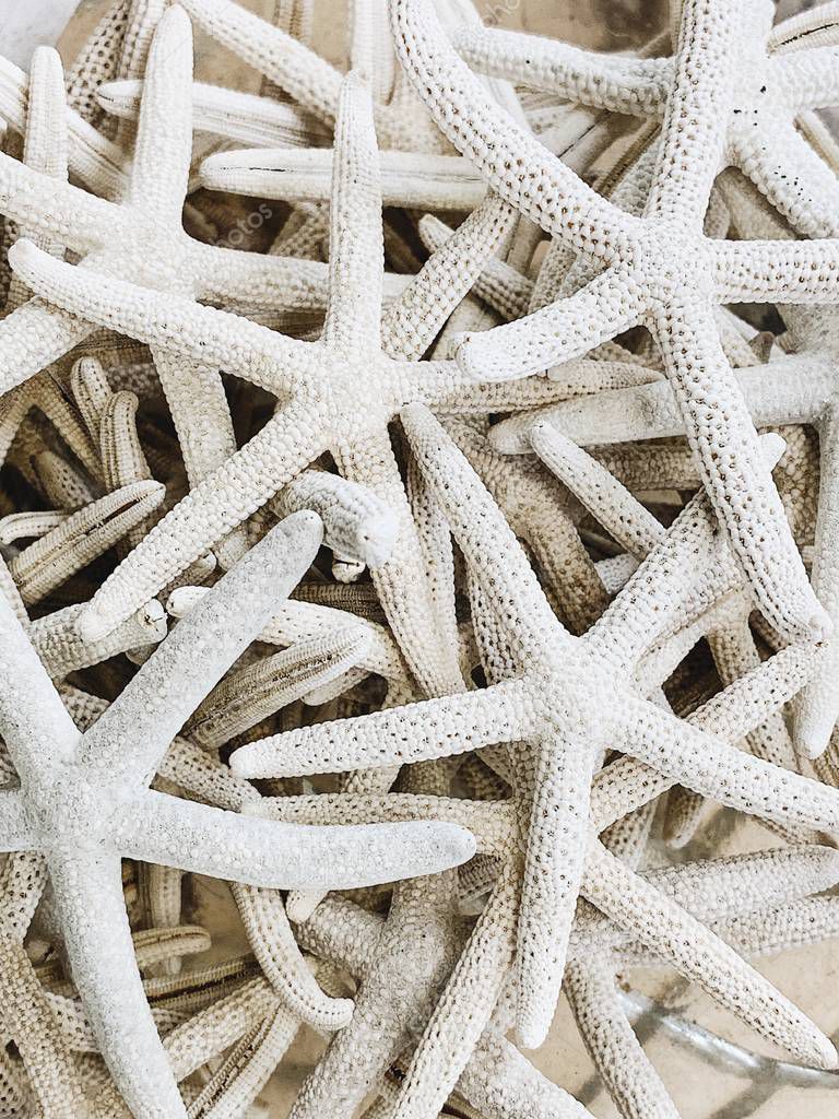 Travel and summer concept. Beautiful marine white five-finger starfishes. Exotic texture and pattern. Flat lay, top view.