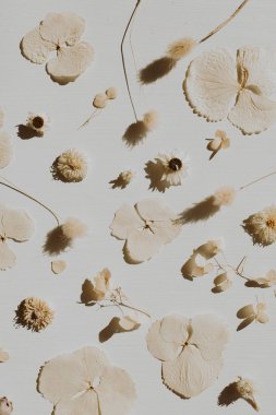 Tozlu gri arka plan üzerinde kuru çiçek yaprakları desen. Düz yatıyordu, üst görünüm minimal nötr çiçek kompozisyonu.