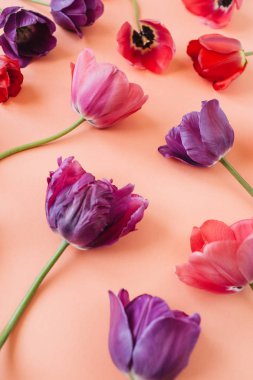 Yaşayan mercan arka plan üzerinde renkli lale çiçekleri ile Çiçek kompozisyonu. Düz yatıyordu, üst görünüm çiçekçi blog kahraman başlık, yaz çiçeği deseni.