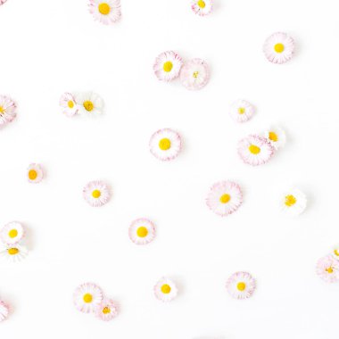 Beyaz arka planda papatya çiçek tomurcukları. Düz yatıyordu, üst görünüm minimal yaz çiçek desen kompozisyon.