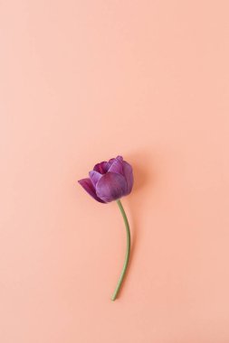 Yaşayan mercan arka plan üzerinde renkli lale çiçeği ile Çiçek kompozisyonu. Düz yatıyordu, üst görünüm çiçekçi blog kahraman başlık, yaz çiçeği deseni.