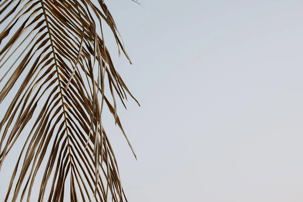 美丽的剪影的热带椰子棕榈树枝对蓝天 极简的背景与复古或复古色调过滤器 文本的空间 旅行和冒险概念 — 图库照片