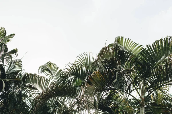 Summer Tropical Green Coconut Palm Trees White Sky Isolated Minimal — Stock Photo, Image