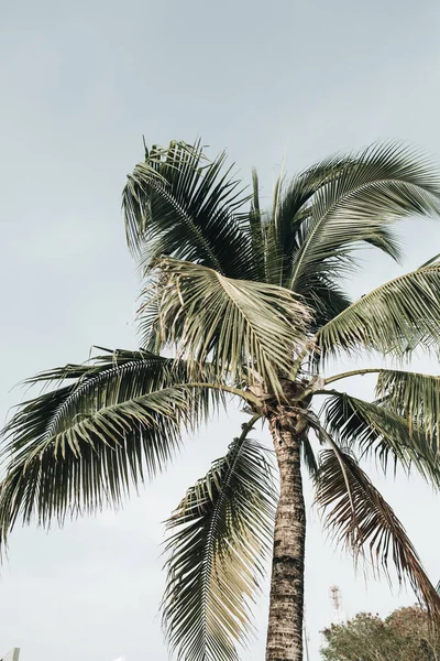 Été Exotique Tropical Cocotier Palmier Contre Ciel Bleu Fond Neutre — Photo