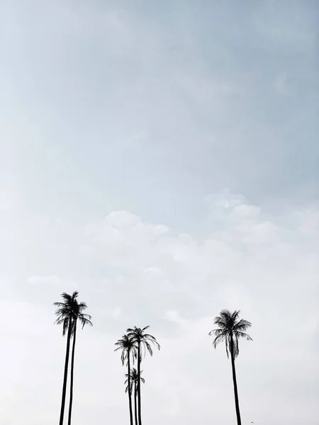 Lonely Tropical Exotic Coconut Palm Trees Blue Sky Neutral Minimal — Stock Photo, Image