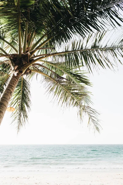 Vista Palmeira Verde Tropical Agradável Bela Praia Com Mar Azul — Fotografia de Stock