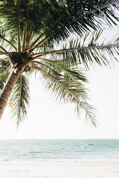 Vue Sur Beau Palmier Vert Tropical Sur Une Belle Plage — Photo