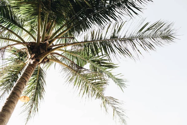 Palmier Vert Tropical Été Contre Ciel Blanc Isolé Papier Peint — Photo