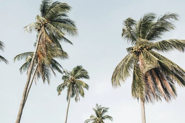 Самотній Тропічних Екзотичних Кокосових Пальм Проти Синього Неба Вітряний День — стокове фото
