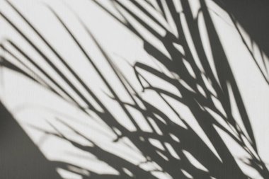 Tropikal palmiye dalı silueti ile nötr çiçek kompozisyonu. Düz yatıyordu, üst görünüm çiçekçi minimal egzotik doğa arka plan.