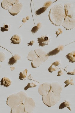 Kuru çiçek yaprakları ve gri arka plan üzerinde dalları ile nötr çiçek kompozisyonu. Düz yatıyordu, üst görünüm çiçekçi minimal doğa konsepti.