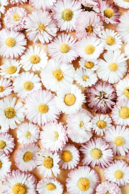 Papatya papatya çiçek tomurcukları arka plan. Düz yatıyordu, üst görünüm minimal yaz çiçek desen kompozisyon.