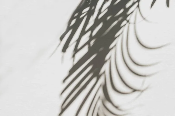 Neutrale Florale Komposition Mit Tropischer Palmenzweigsilhouette Flache Lage Draufsicht Florist — Stockfoto