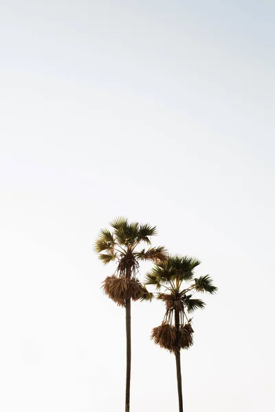 Dos Solitarias Palmeras Tropicales Exóticas Contra Cielo Blanco Fondo Mínimo — Foto de Stock